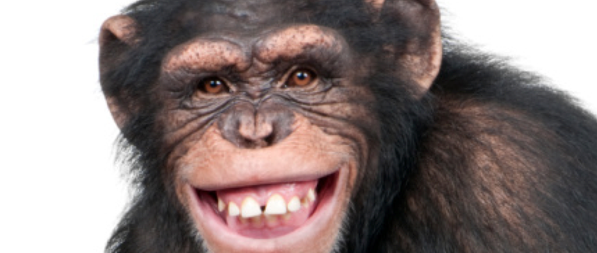 Chimpanzee